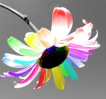 213060bvrmjmkaac - poze colorate