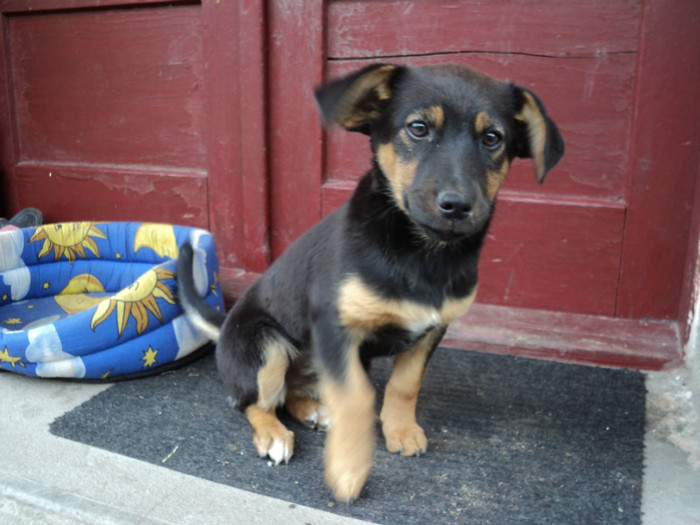 Rita; Calelusa de pe strada......adoptata de noi
