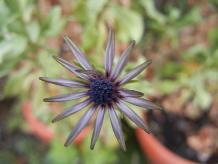 African Daisy (2011, November 02) - DAISY Osteospermum