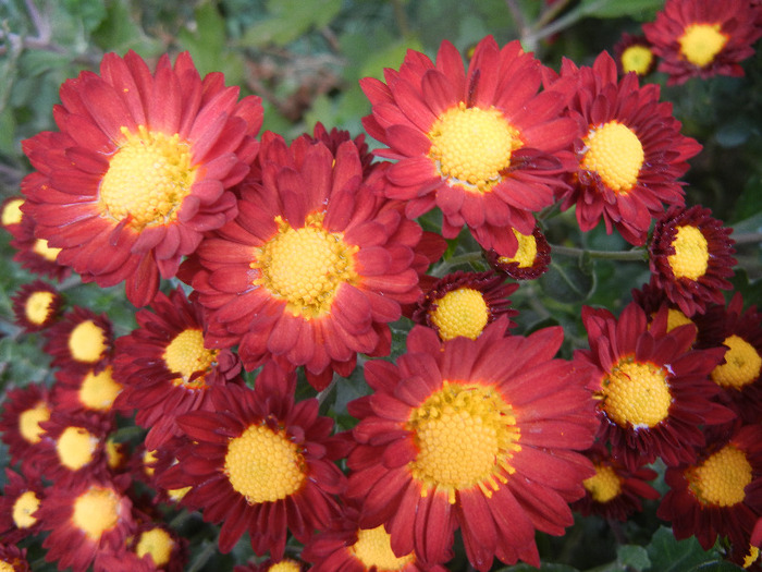 Red & Yellow Chrysanth (2011, Nov.02) - Red Yellow Chrysanthemum