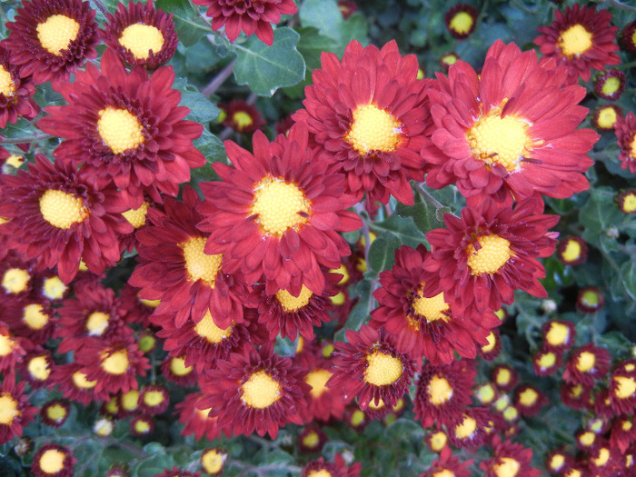 Red & Yellow Chrysanth (2011, Nov.02) - Red Yellow Chrysanthemum