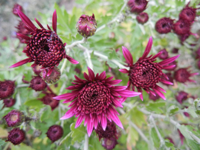 Purple Chrysanthemum (2011, Nov.02) - Purple Chrysanthemum