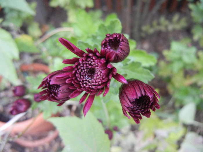 Purple Chrysanthemum (2011, Nov.02)