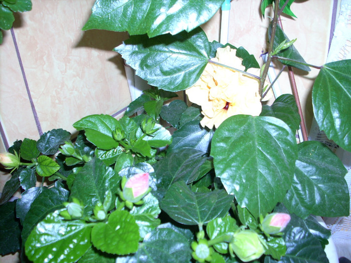 Photo 002