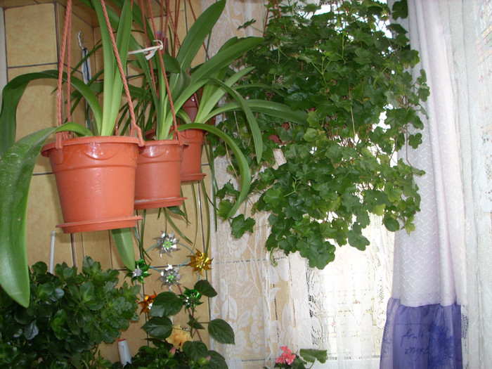 Photo 003