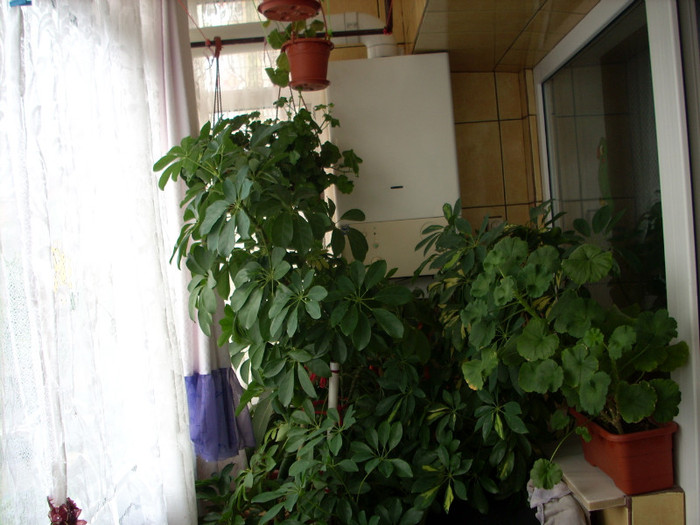 Photo 004