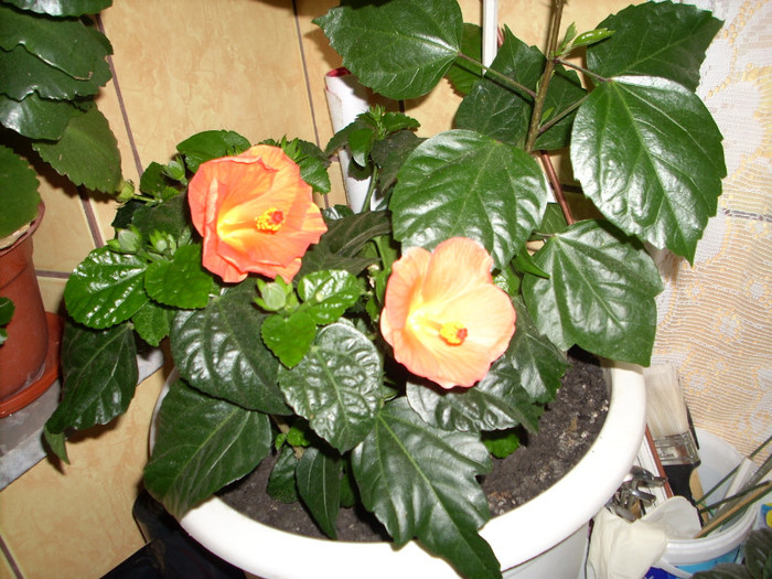 Photo 006