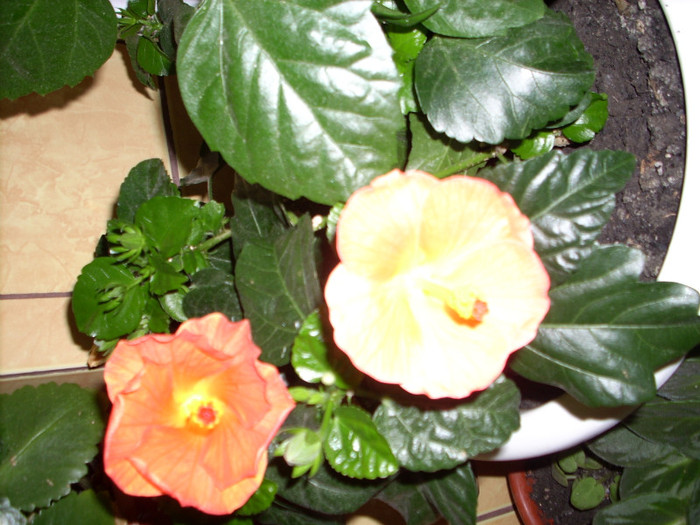 Photo 007