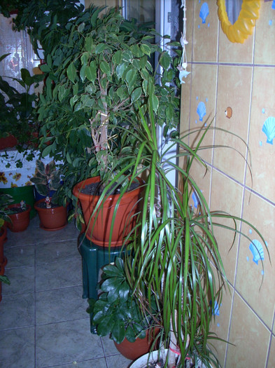 Photo 010