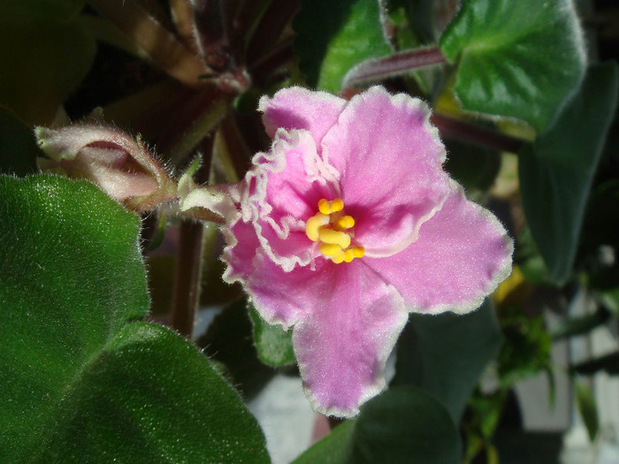 DSC03282 - Violete