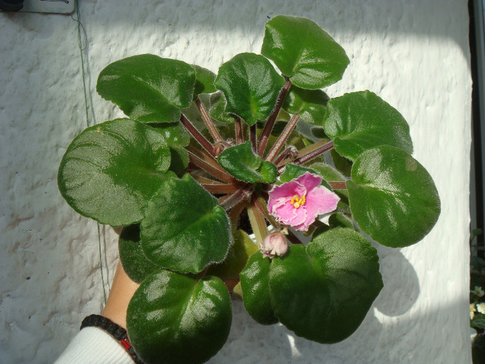 DSC03302 - Violete