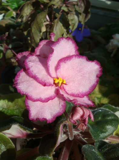 Yan-Zabava - Violete