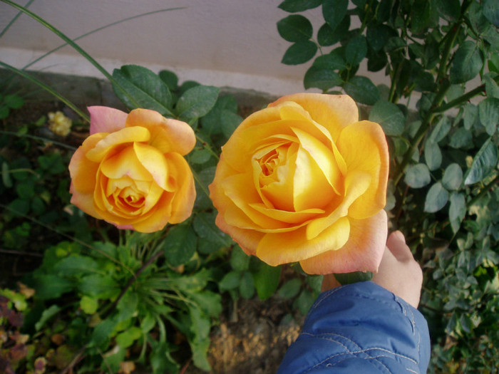 2 nov.