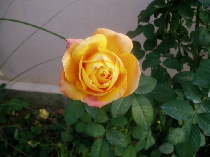 safari rose????