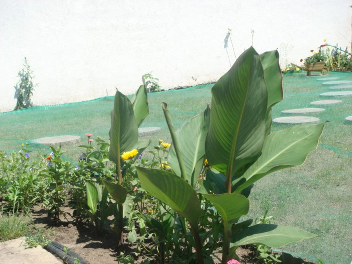 canna 6