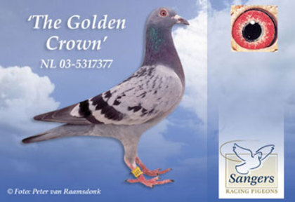 golden_crown - poze porumbei cresctori din afara