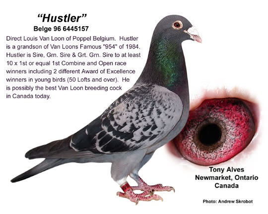 Hustler-810 - poze porumbei cresctori din afara
