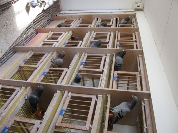 inside4 - poze porumbei cresctori din afara