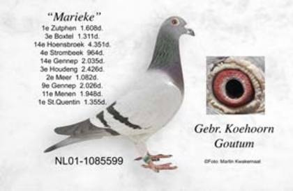 NL01-1085599 - poze porumbei cresctori din afara
