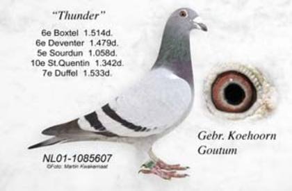 NL01-1085607 - poze porumbei cresctori din afara