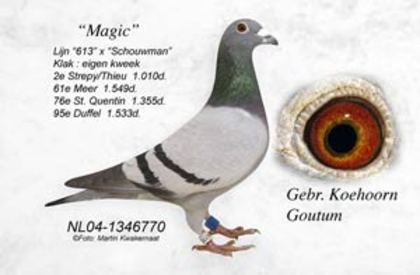 NL04-1346770 - poze porumbei cresctori din afara