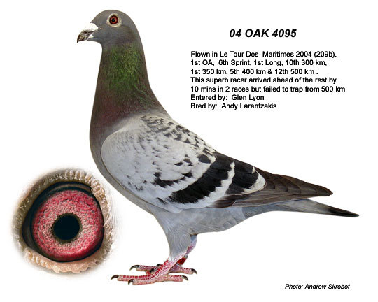Oak-4095-810 - poze porumbei cresctori din afara
