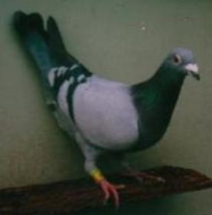 van_loon_hen1 - poze porumbei cresctori din afara