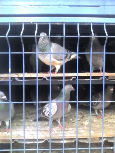 Imagine 0185 - inbarcare prezmysl polonia