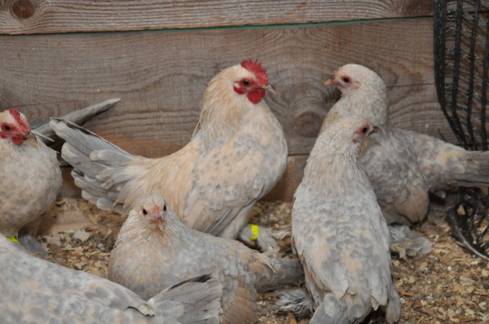 DSC_1178 - Mii de flori izabel