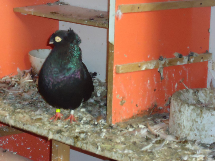 DSC00249 - noiembrie 2011