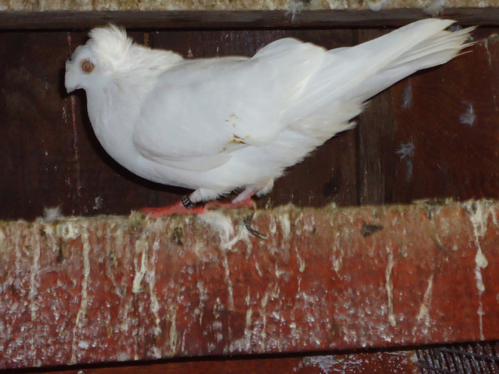 DSC00250 - noiembrie 2011