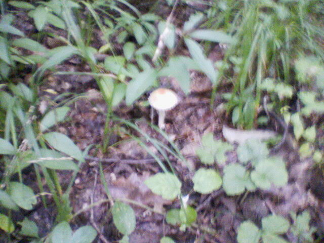 ciuperci in padure - lacul olosig bihor
