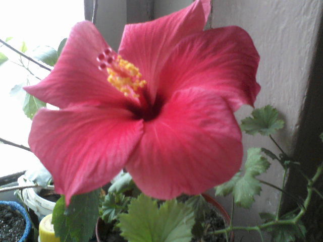 P02-11-11_10.07 - hibiscus