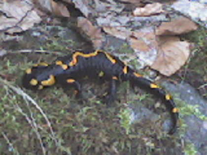salamandra(1) - lacul lesu