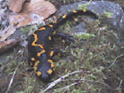 salamandra (2) - lacul lesu