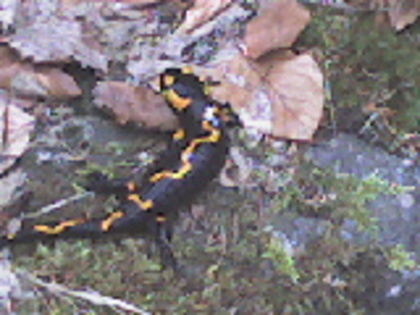 salamandra (3) - lacul lesu