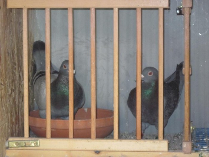 FCPR-Ilfov-Cazacu-Alex-5-iunie-2011-foto-26