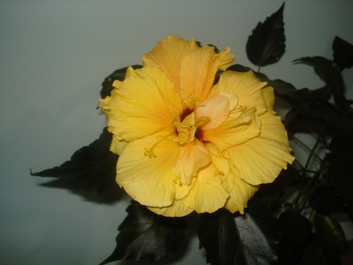 DSC00979 - FLORI 2011