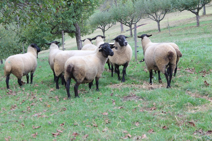 de vanzare-grandits oi suffolk