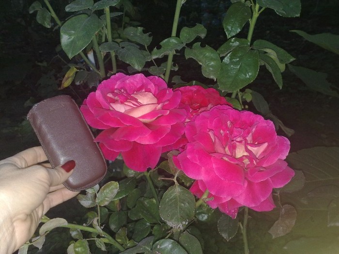 floare f mare - Giallo rosso cremisi