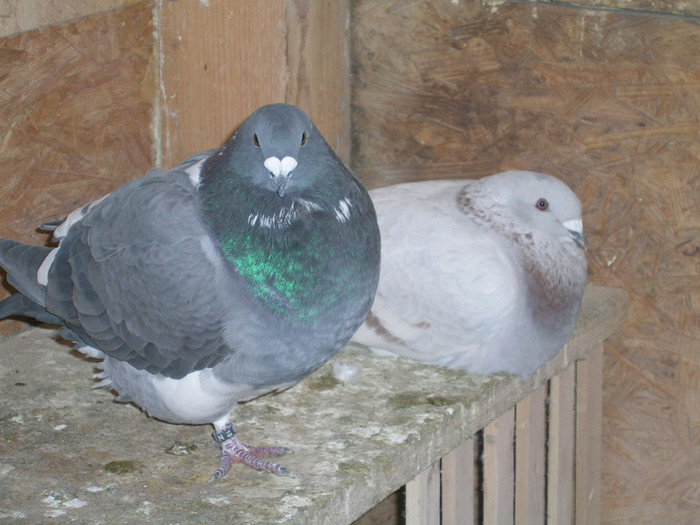 M/F; M 2011     Negru        F 2011    Argintiu
