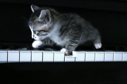 pisica canta la pian