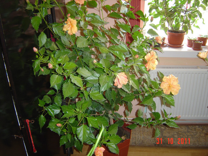 poze 320 - 2011-2012 FLORI DE CAMERA