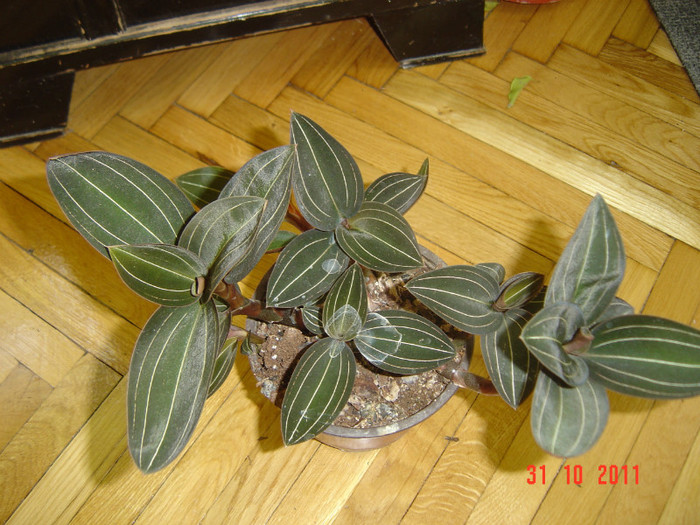 poze 323 - 2012 ORHIDEEA