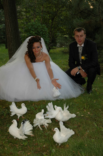 DSC_0405 - Porumbeii  nunti