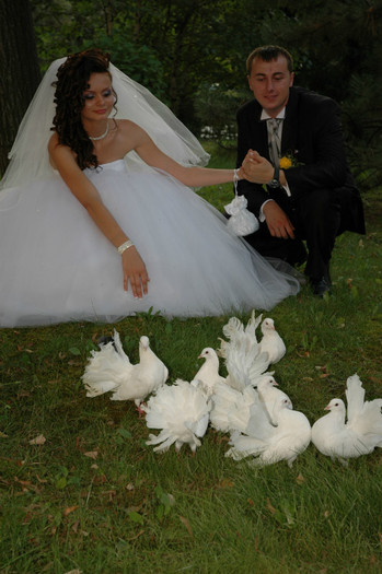 DSC_0415 - Porumbeii  nunti