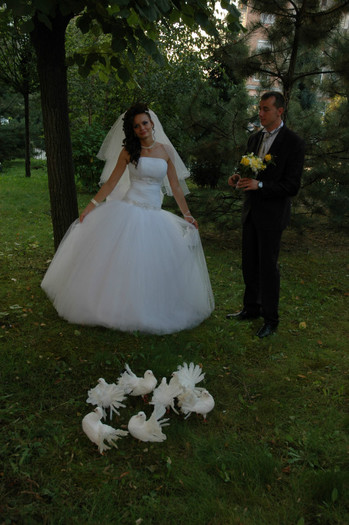 DSC_0421 - Porumbeii  nunti