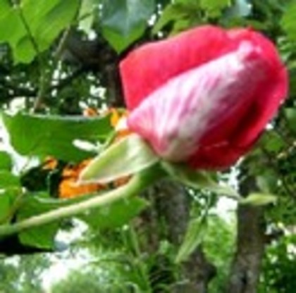 6M8VJ66O4QUCW5VLTZNOAQ3Q5 - poze flori