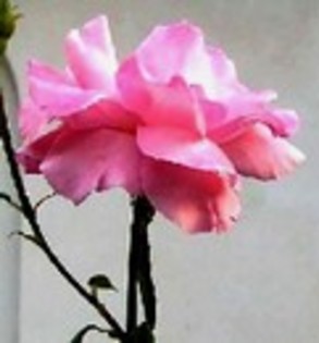 SAYAJD7E33QI67FXSED4SLRFQ - poze flori