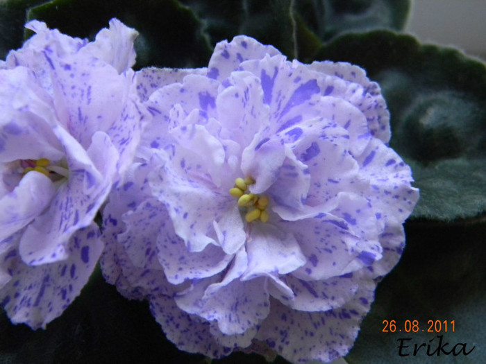 DSCN1277 - Violete de colectie 2011